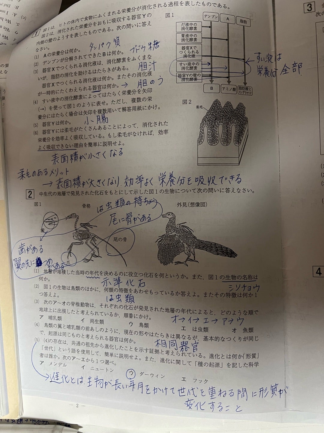 第三回徳島県基礎学力テスト 理科 解答 | 徳島県で犬2匹と一緒に暮らす