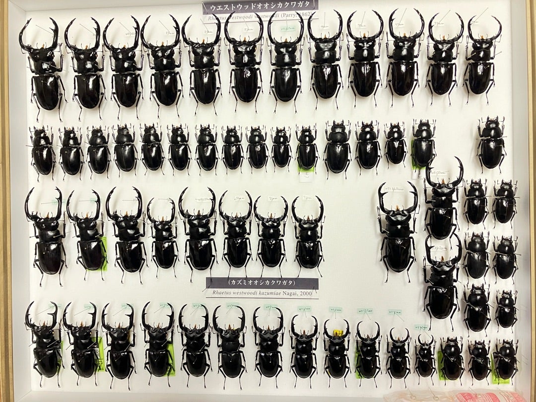 ウエストウッディ購入時に気をつけたいこと！ | 【FwooD】昆虫標本専門