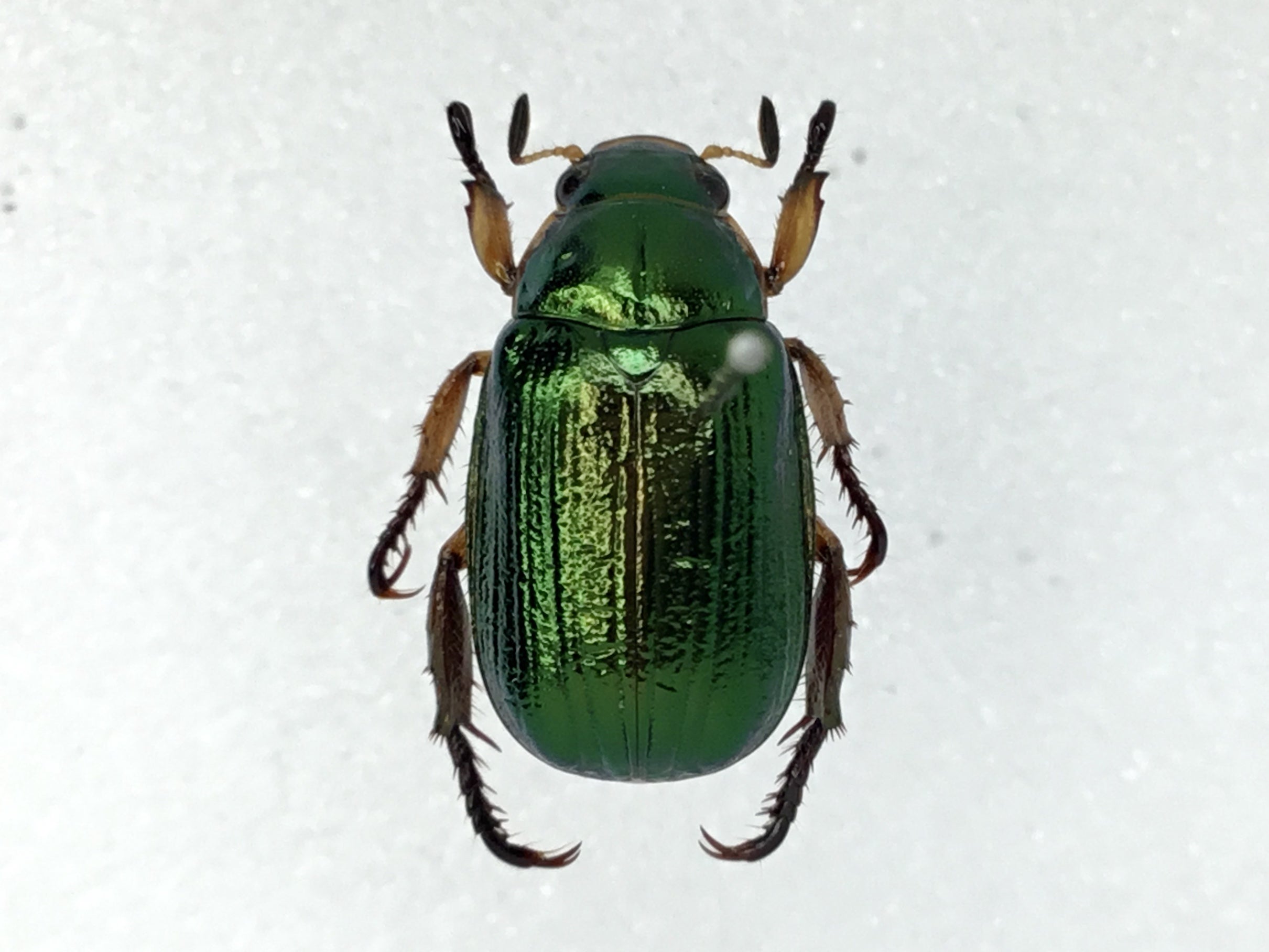 令和5年 コガネムシの標本③】7月・8月採集 | テントモソの虫ブログ