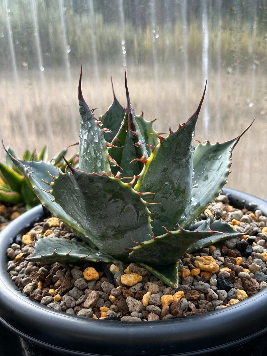 アガベ ネバデンシス × パライシ ハイブリッド ジェレミー パラサナ