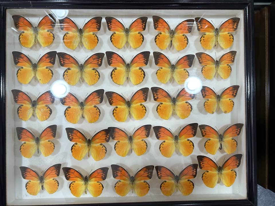 デタニツマベニチョウ | World beetle museum & Astro-Observatory 花