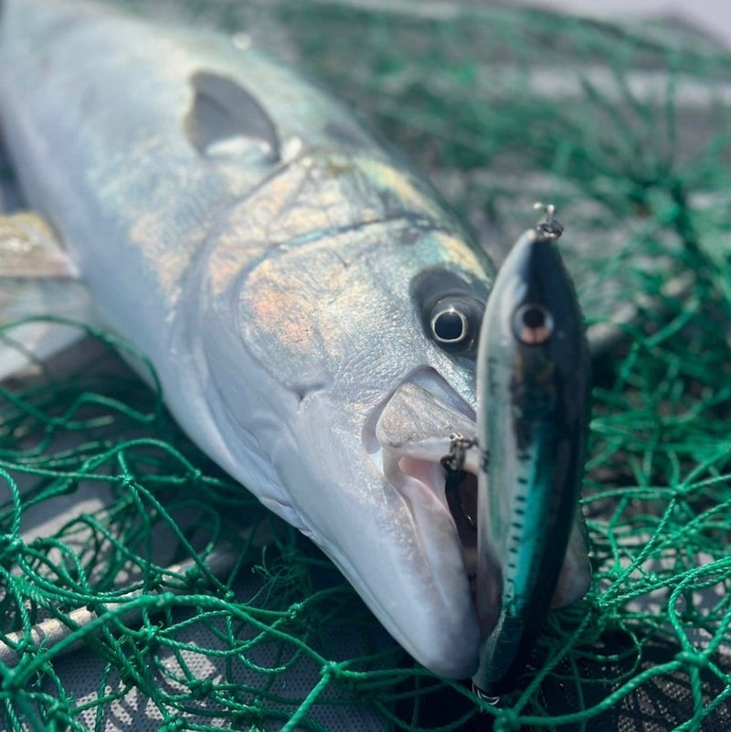 ツ*ん様 Carpenter BFブルーフィッシュ 75-180 2個セット ブルー