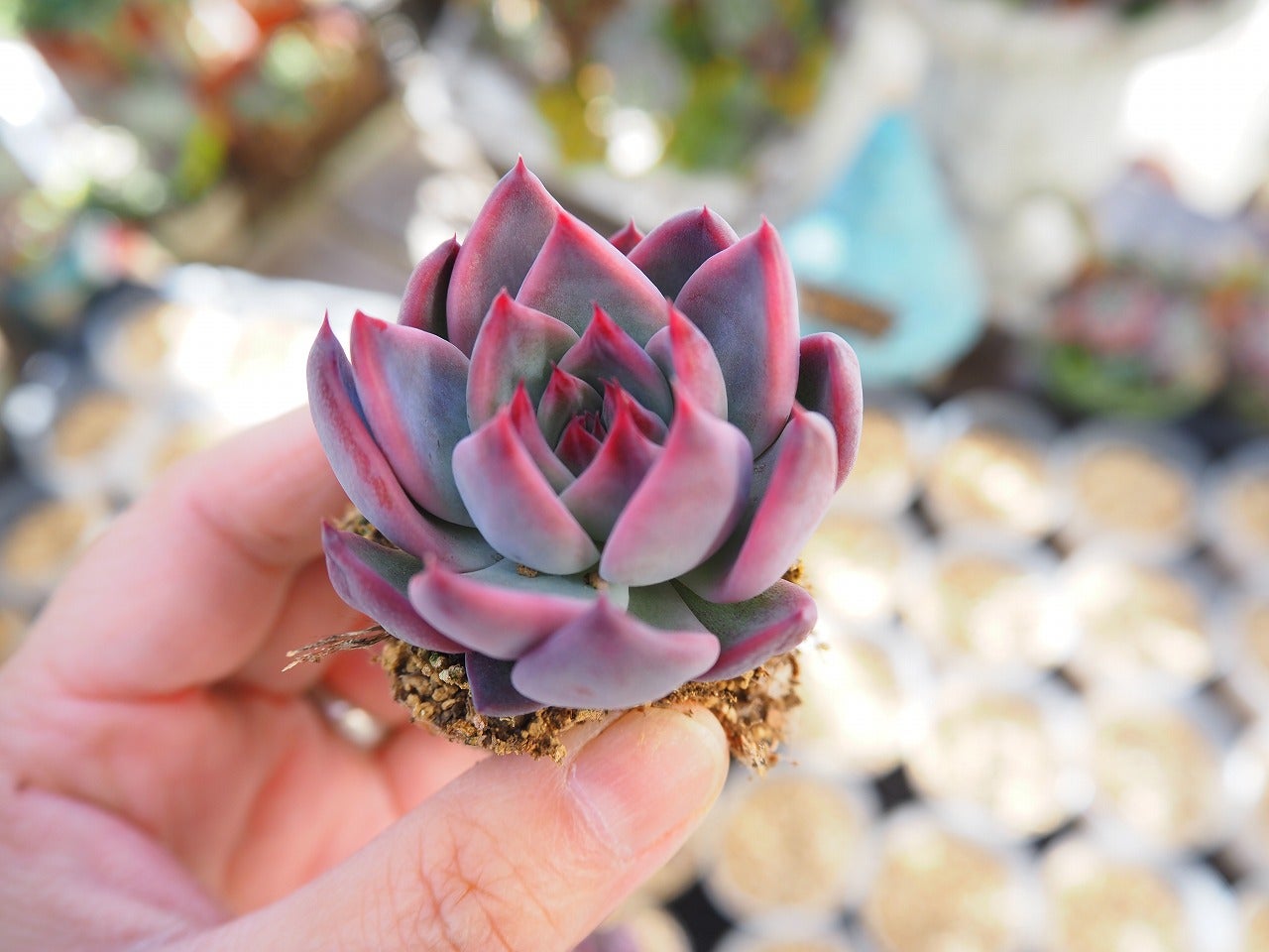 Top【選抜株】 多肉植物 23472ウェルス 105個 プラグトレー苗 Top