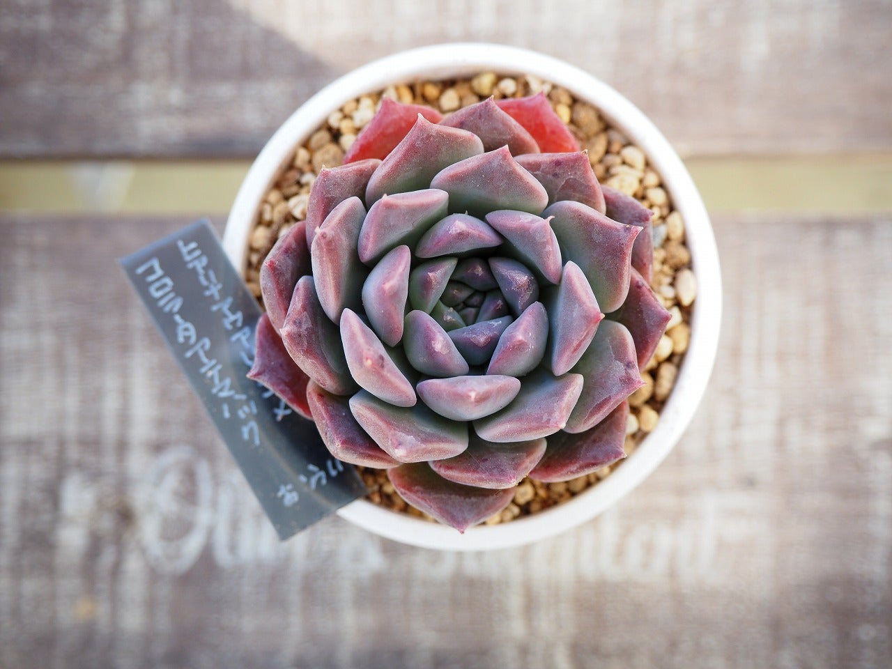 今の時期に可愛い子を集めてみました | ブログ版Olive&SucculentGarden