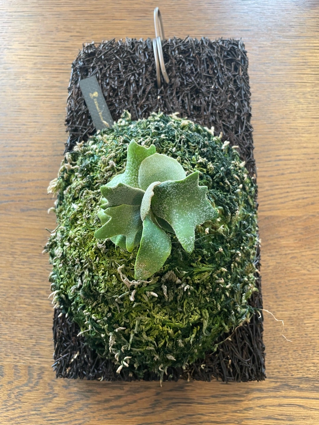 ビカクシダを着生させるのに一番良いもの | calmplantsのビカクシダブログ