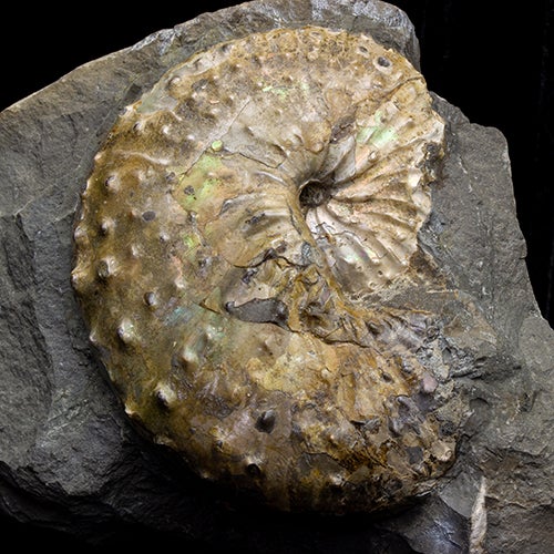 異常巻きアンモナイト、スカファイテス | 化石ショップ「ふぉっしる