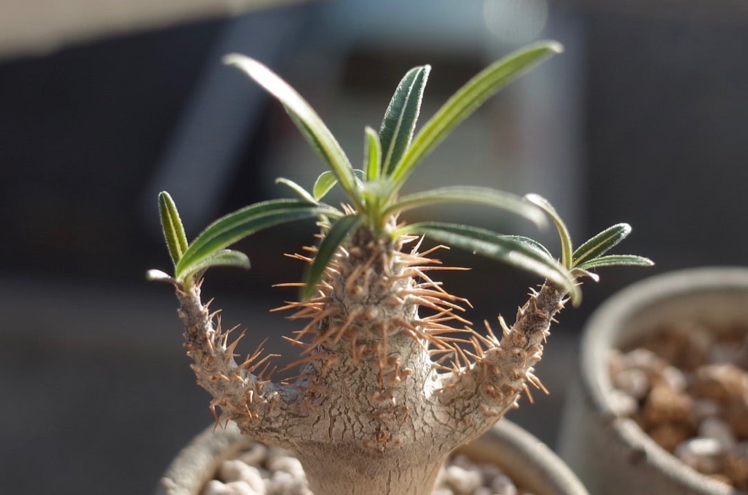 パキポディウムグラキリス 15 | ビザールプランツを育てはじめました！