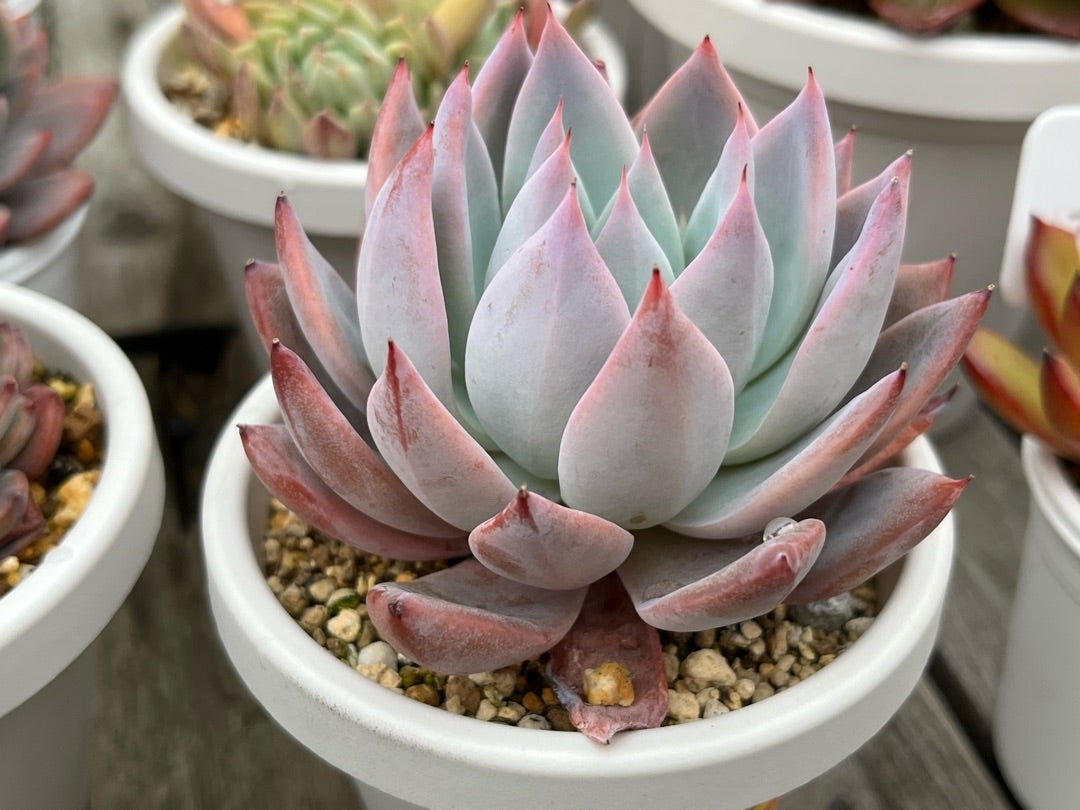 ④おらいさん苗ミックスベリア図鑑完全版 2024年コンプリート記念