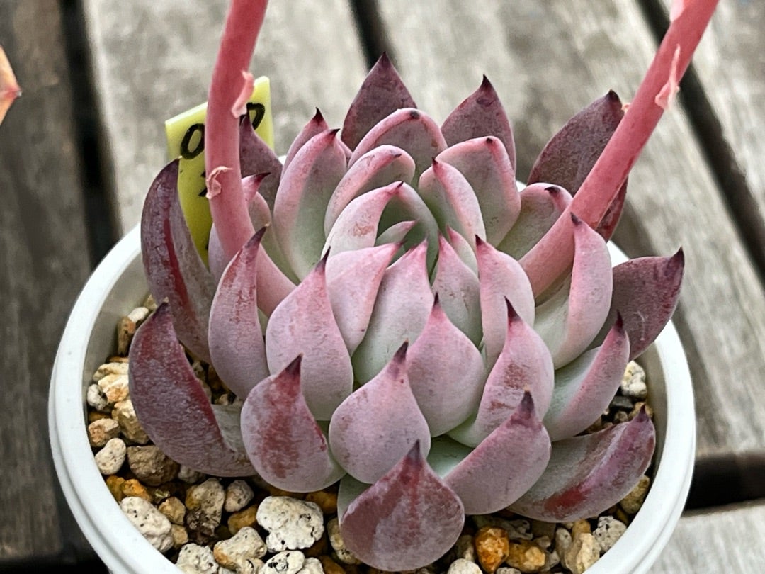 ①おらいさん苗ミックスベリアまとめ図鑑完全版 2024年コンプリート