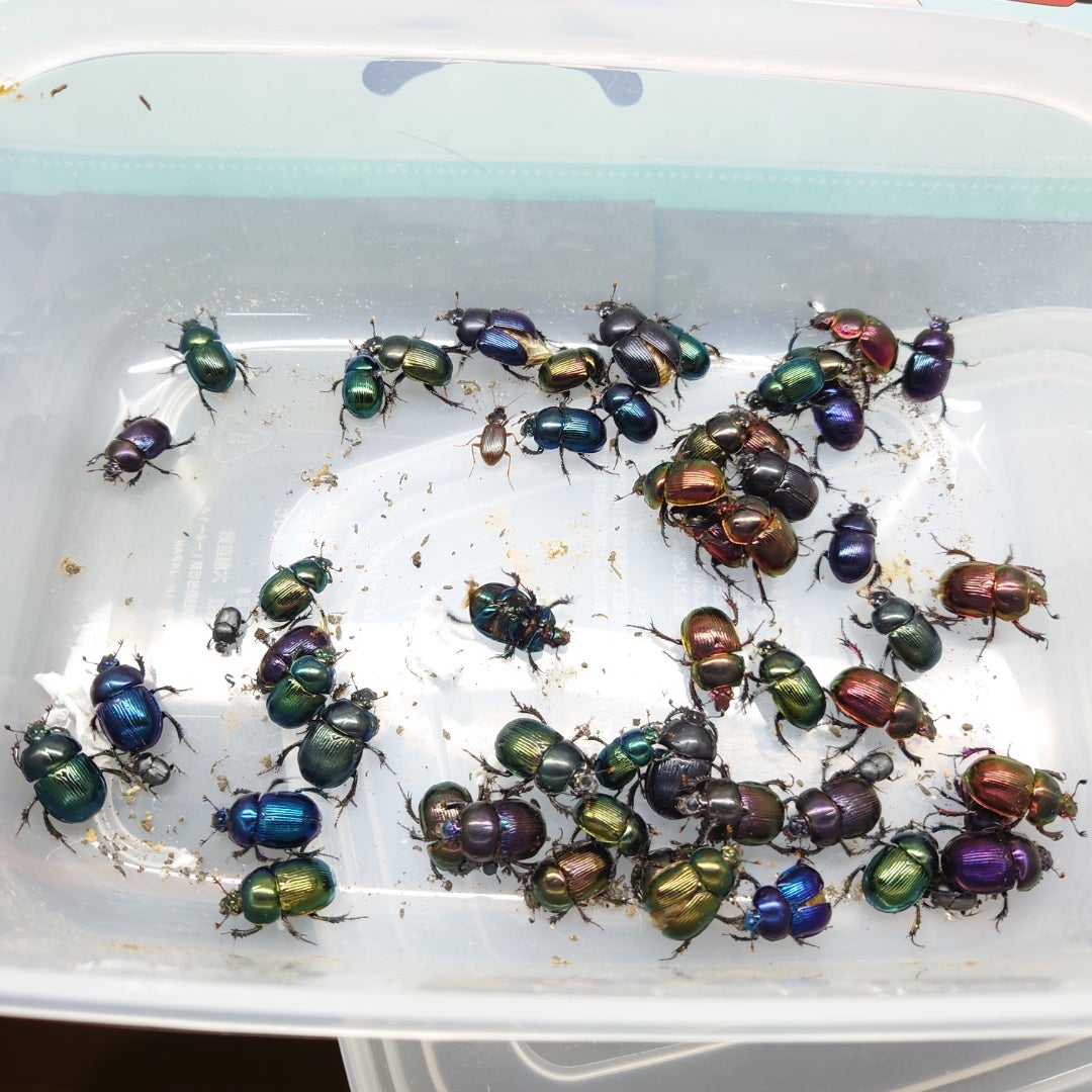 大特価 オオセンチ/センチ/レインボーセンチ82匹 +赤系18匹＋オマケ 大