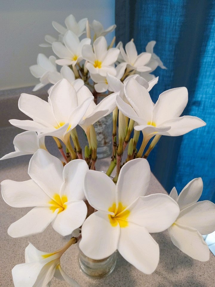 プルメリア | Aquamarine