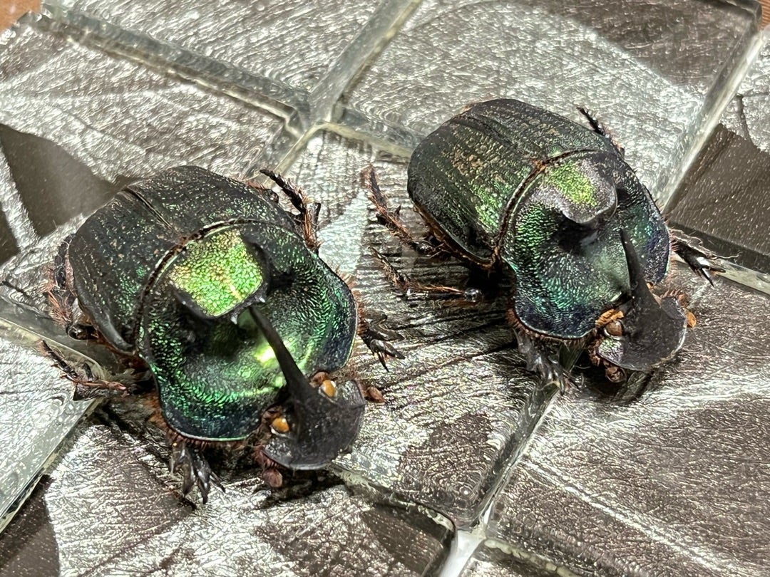 エンシフェルオオニジダイコクコガネ No.1〜2 | 愉快な海と波と恵