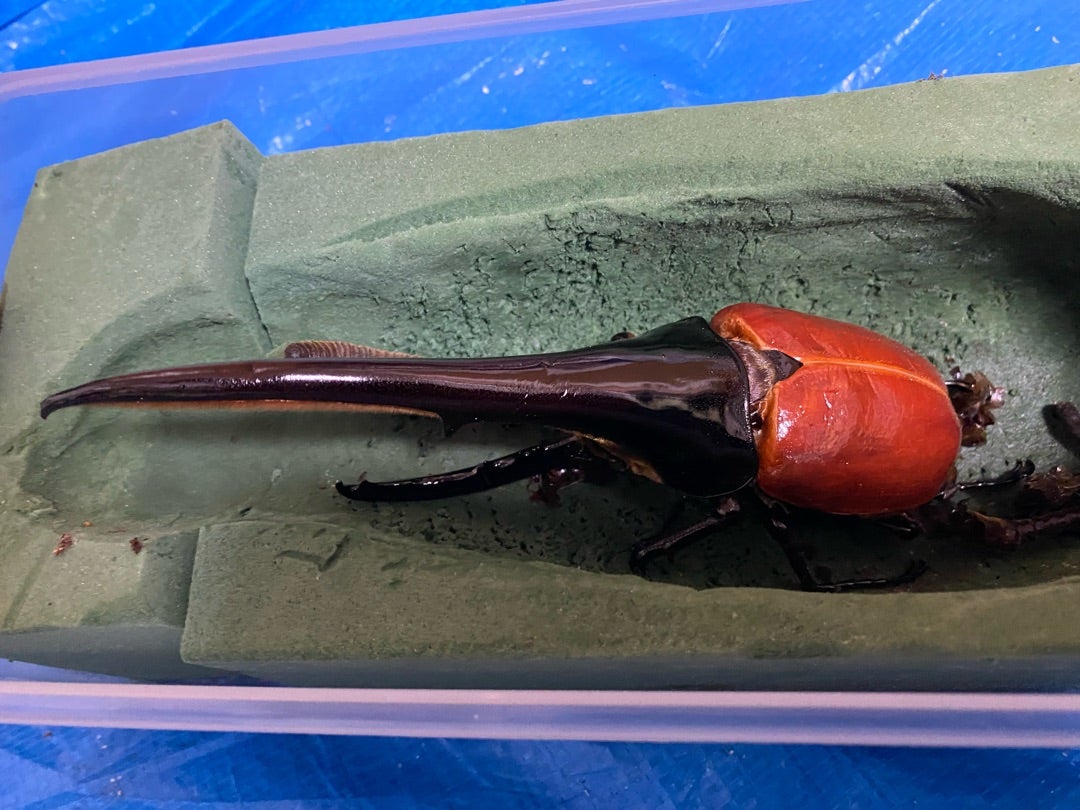 DH.ヘラクレス 180mm up 羽化 | kdm_2のブログ