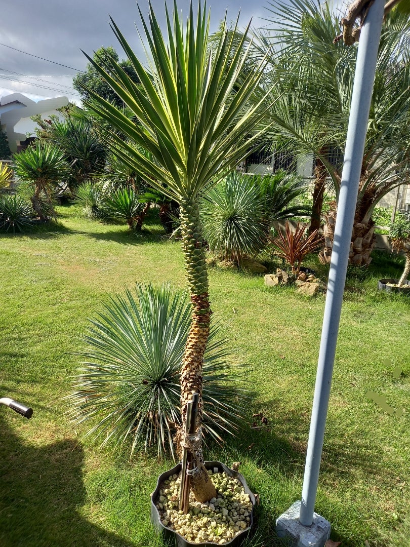 ユッカアロイフォリア ～剪定～ | ドライガーデン&金魚