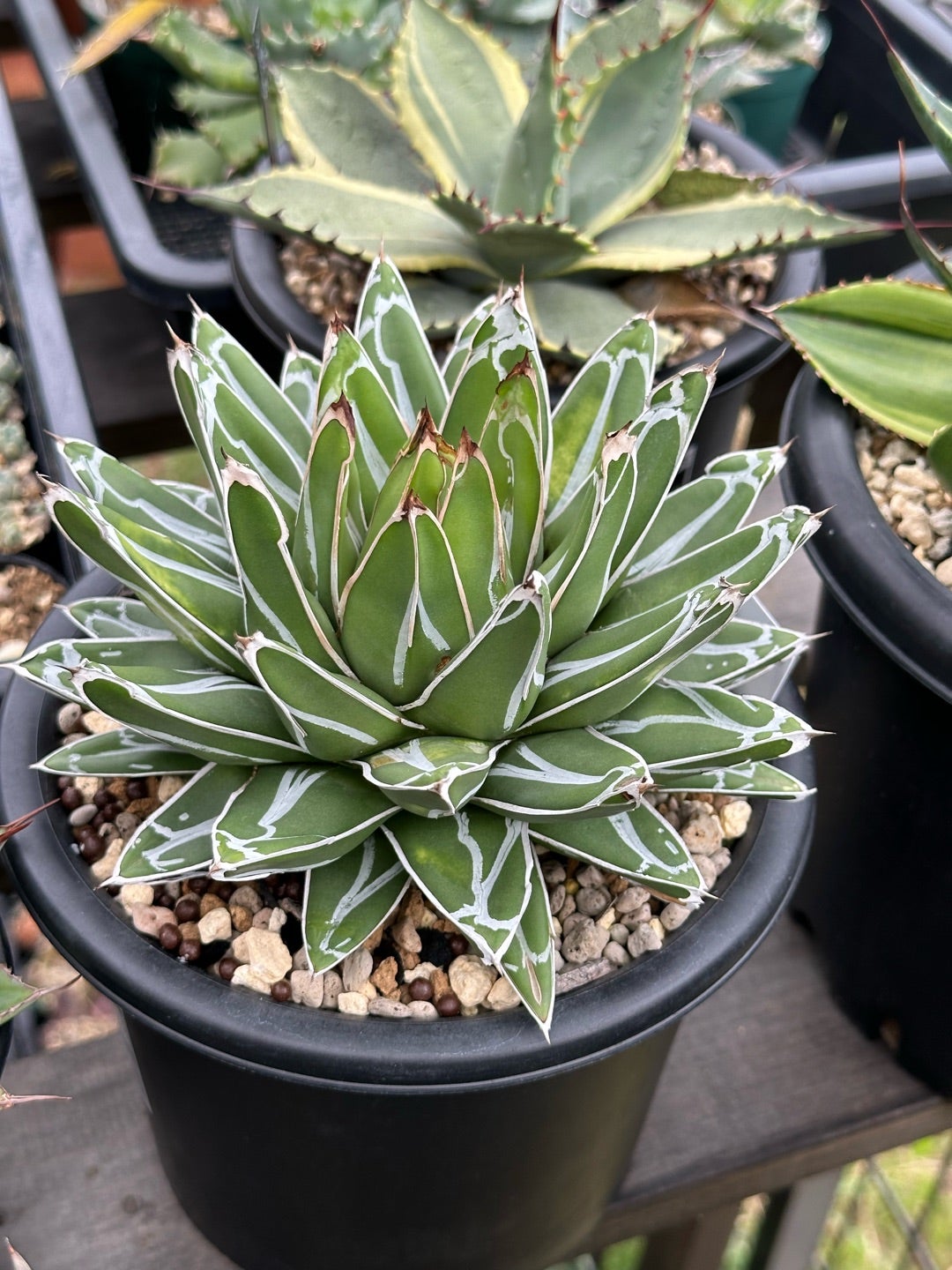 アガベ 笹の雪 近況③ | つべるふブログ 多肉生活 2021〜