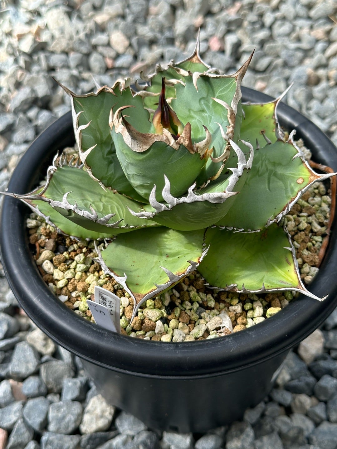 アガベ オテロイ 白鯨 プレステラ120深 アガベ オテロイ 白鯨