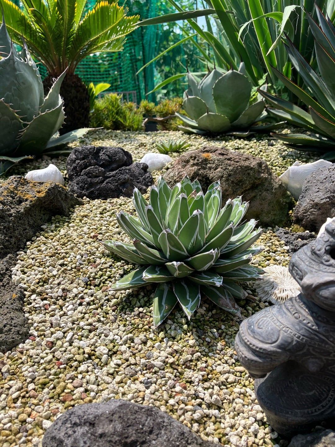 耐寒性アガベ エボリスピナ陽炎◇多肉サボテン南国ドライガーデン 耐寒