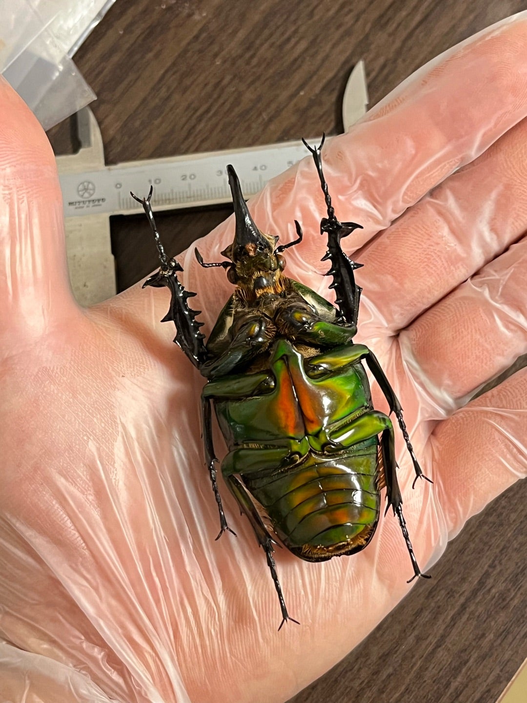 トルクアータオオツノカナブン No.2〜3 特大 | 愉快な海と波と恵