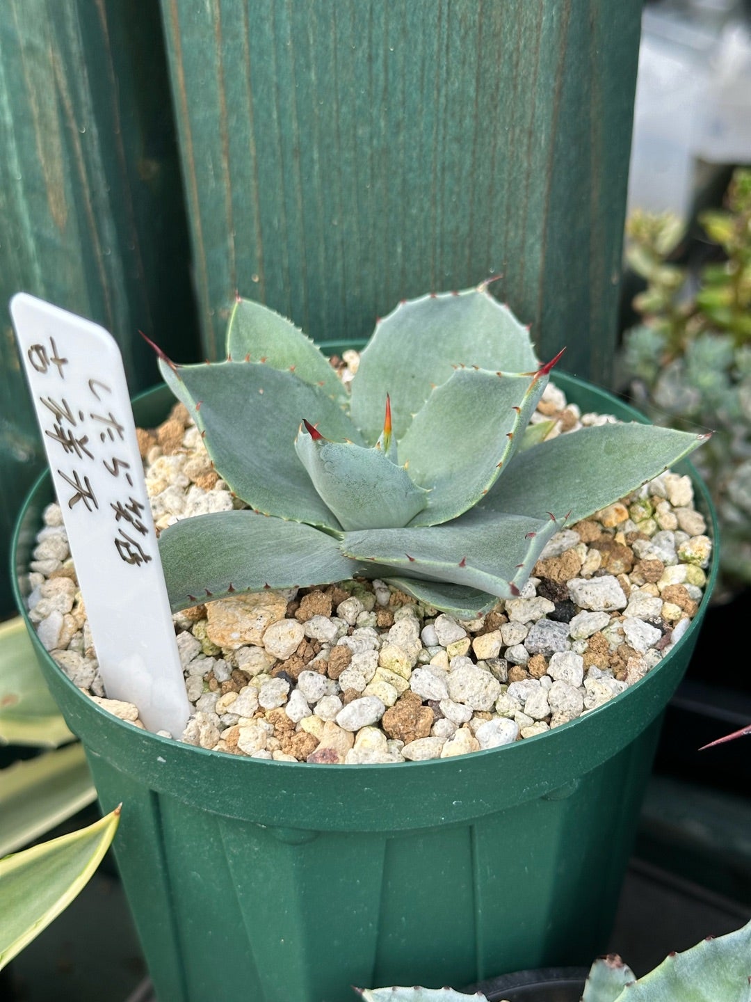 アガベ パリー 姫吉祥天 姫吉祥天 – ROUKA – Succulents Note