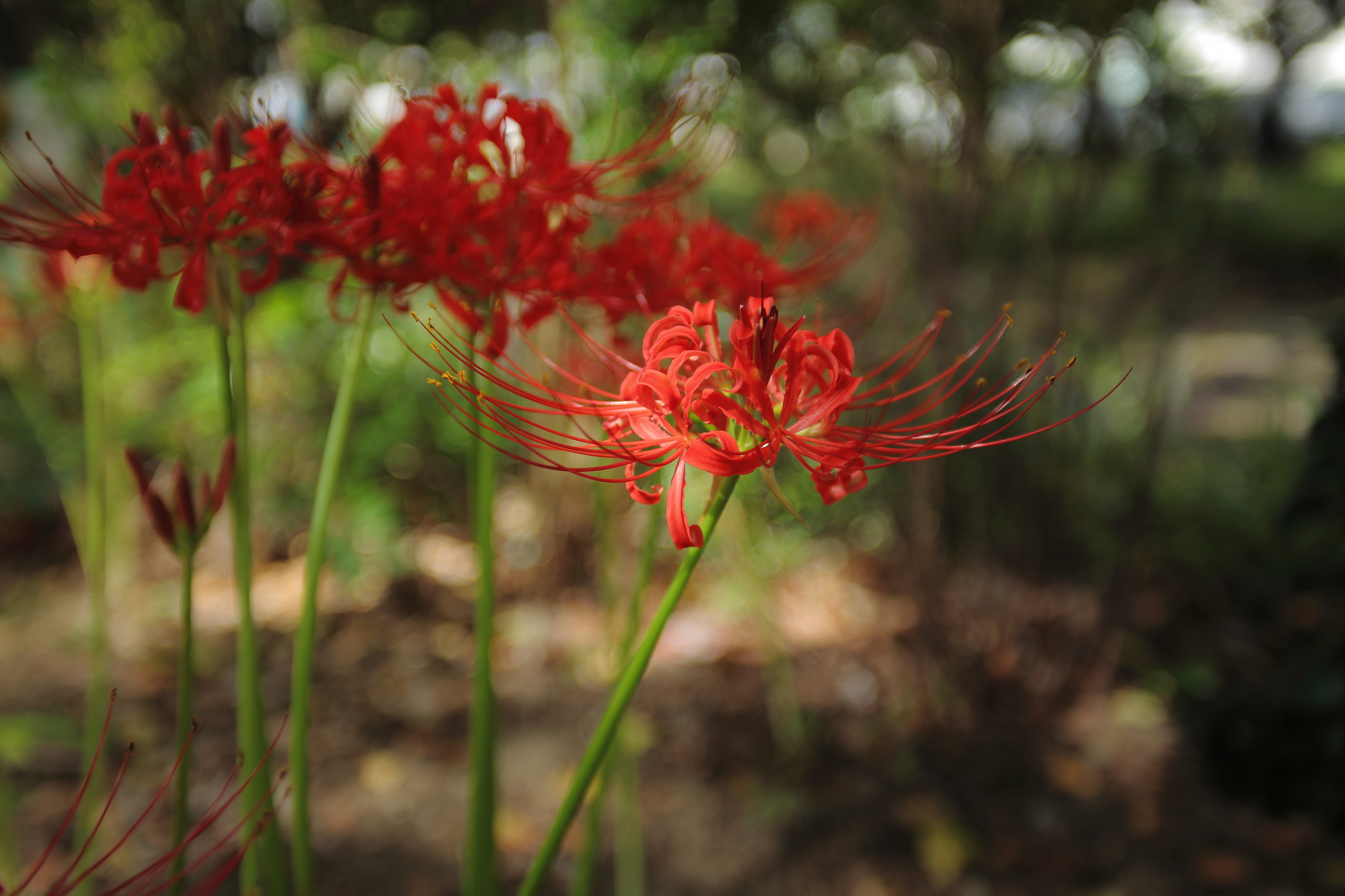 シグマ 20-40mm F2.8 EX DG ASPHERICAL ～ 癖を楽しむ | Konchanのブログ