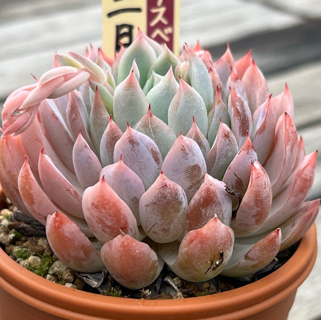 022【三日月】おらいさん苗 ミックスベリア 成長記録 多肉植物