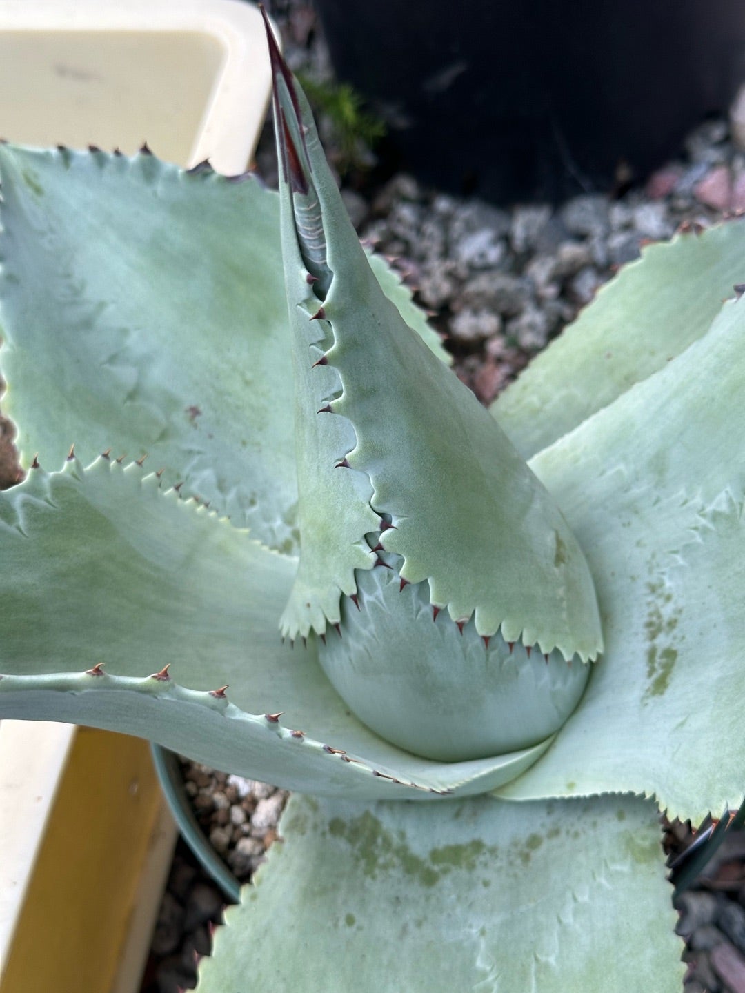 モンタナ ティファニーの発根 とオバティ フロステッドフレイク | つべ