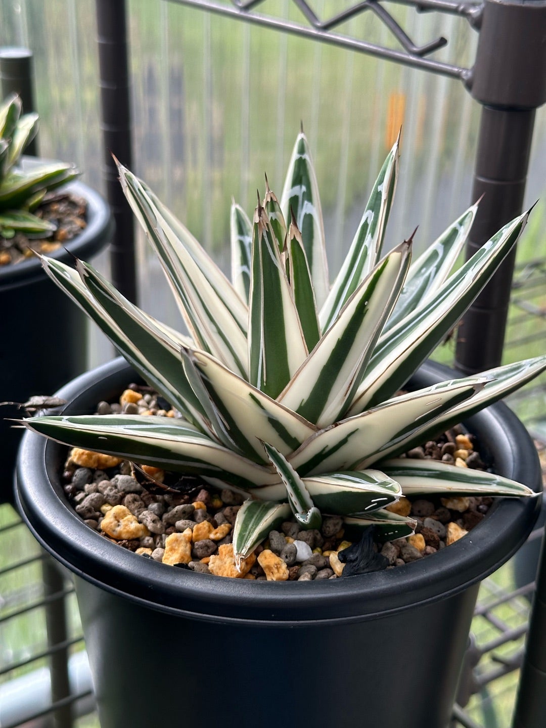 アガベ 笹の雪 中苗、小苗 | つべるふブログ 多肉生活 2021〜