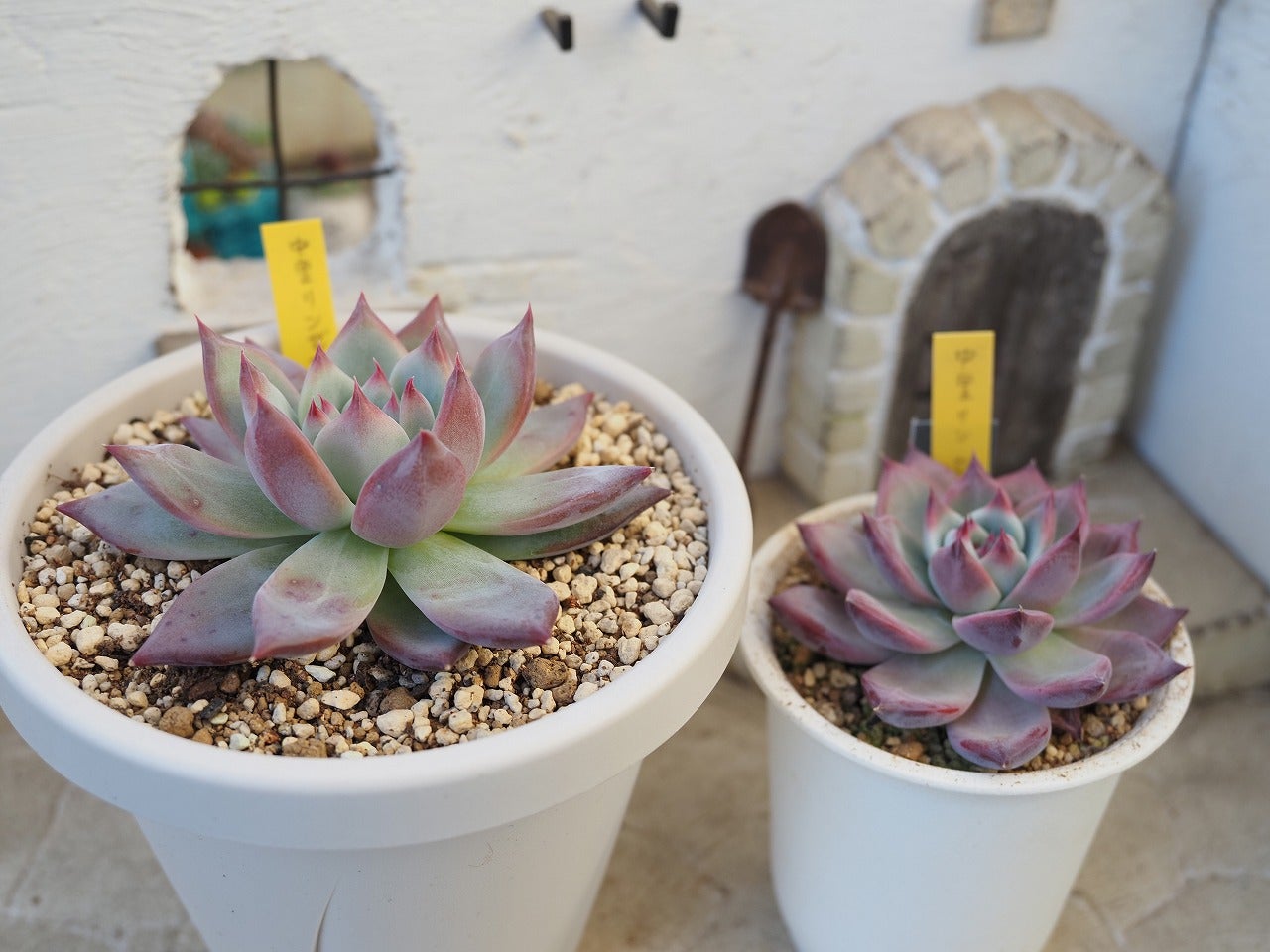 二瓶リンゼアナの魅力とは？多肉植物の育て方と品種解説 | ブログ版