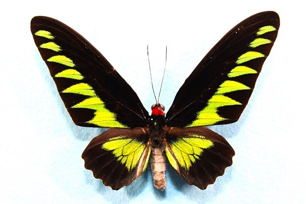 アカエリトリバネアゲハ 土産物の蝶額からの手直し修正 | 昆虫漂流記