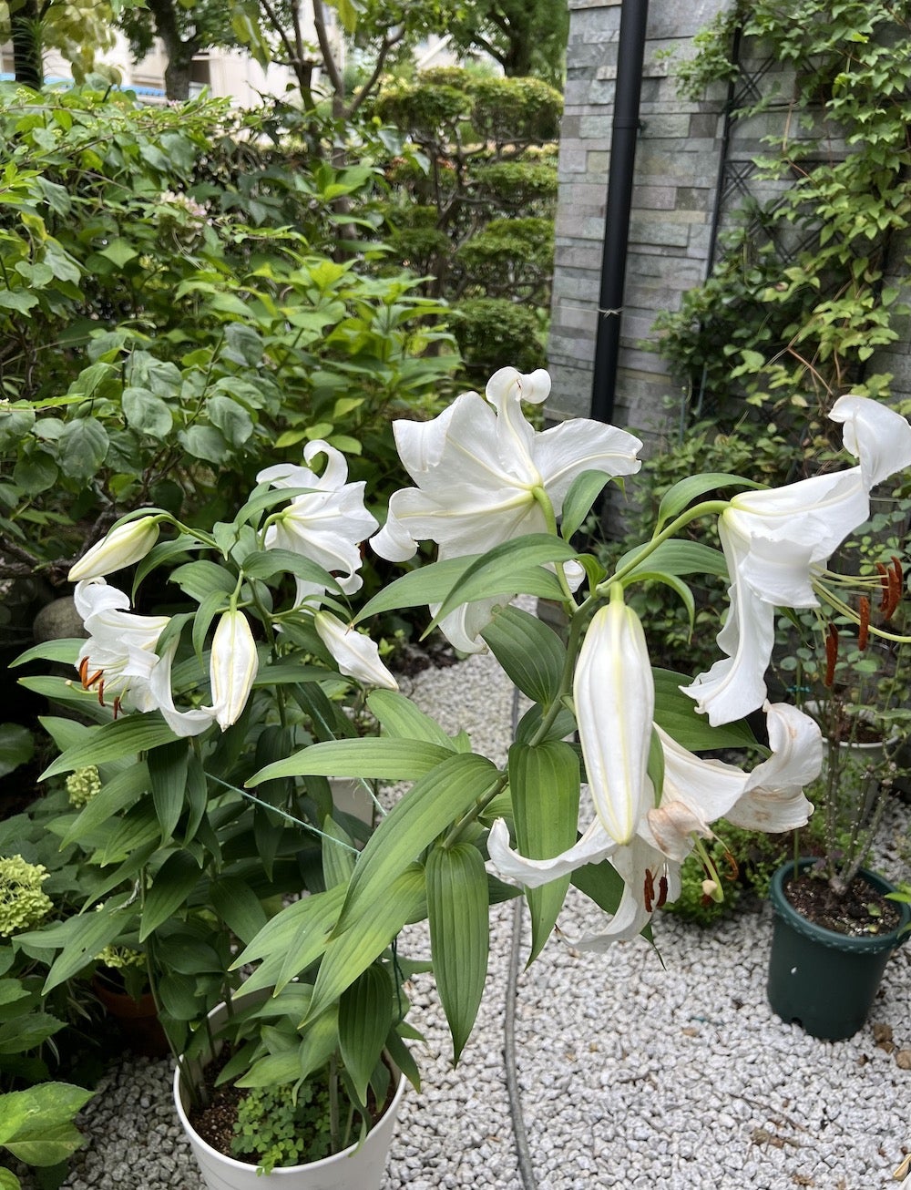 カサブランカを掘り上げた。 | レインの庭のおはなし