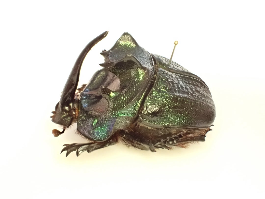 2024年 衝撃の標本たち | 京の虫処 京虫庵