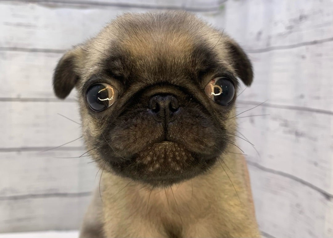 パグ♂(フォーン) | アクア&ペットかねだい千葉