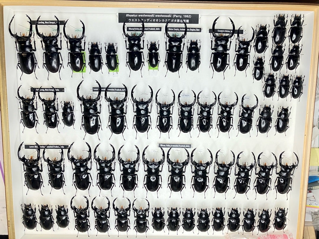 ウエストウッディだらけの標本箱‼️リニューアル完了‼️ | 【FwooD