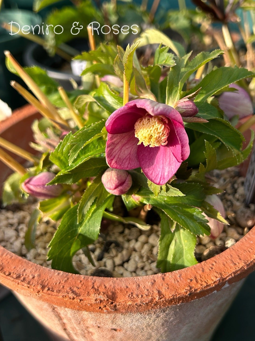 ブラックデスじゃない物まで捨てちゃったかも？クリスマスローズ | 銀