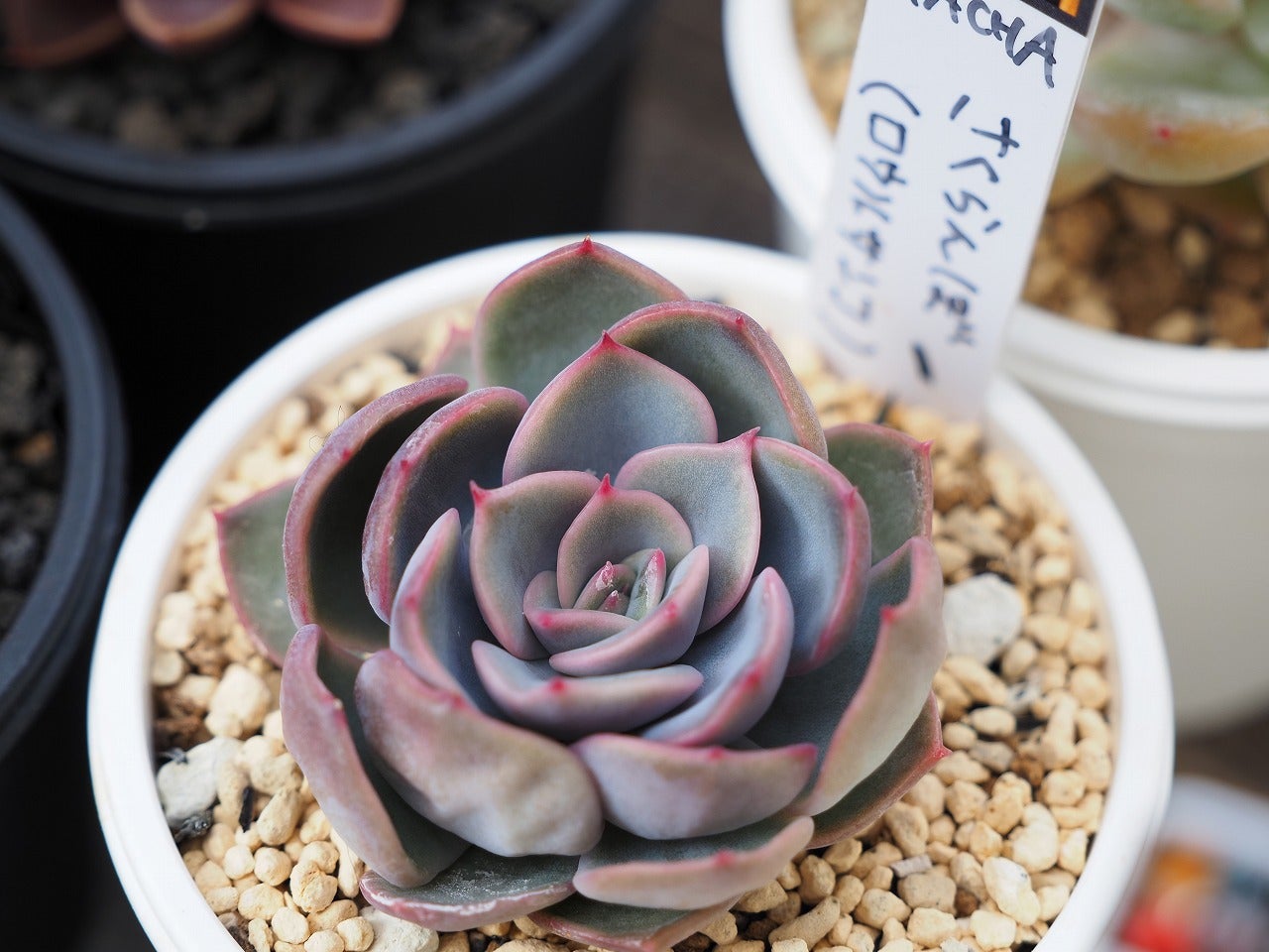 SIMIJIMIさんデビュー1周年と解凍と発芽 | ブログ版Olive&SucculentGarden