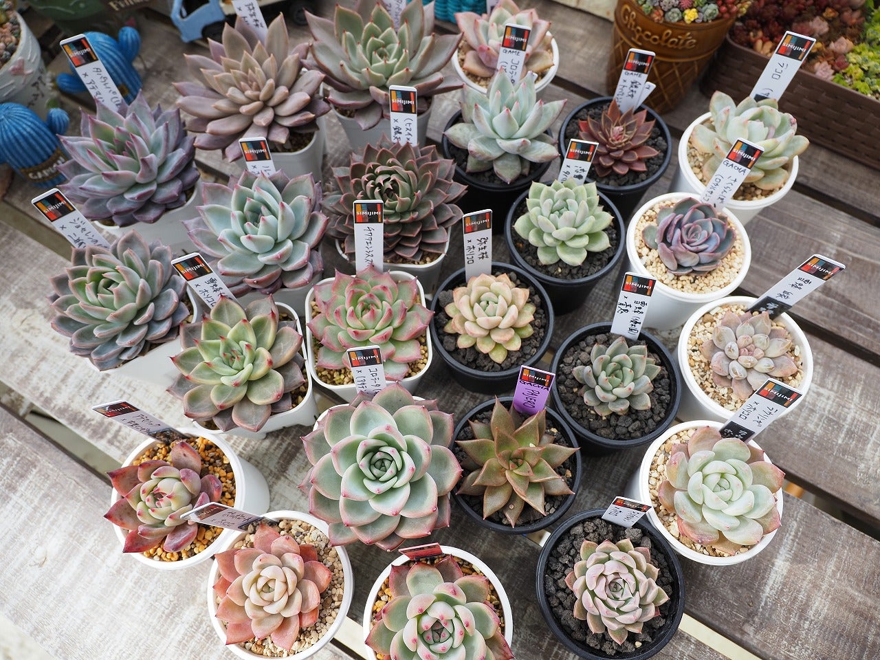 SIMIJIMIさんデビュー1周年と解凍と発芽 | ブログ版Olive&SucculentGarden