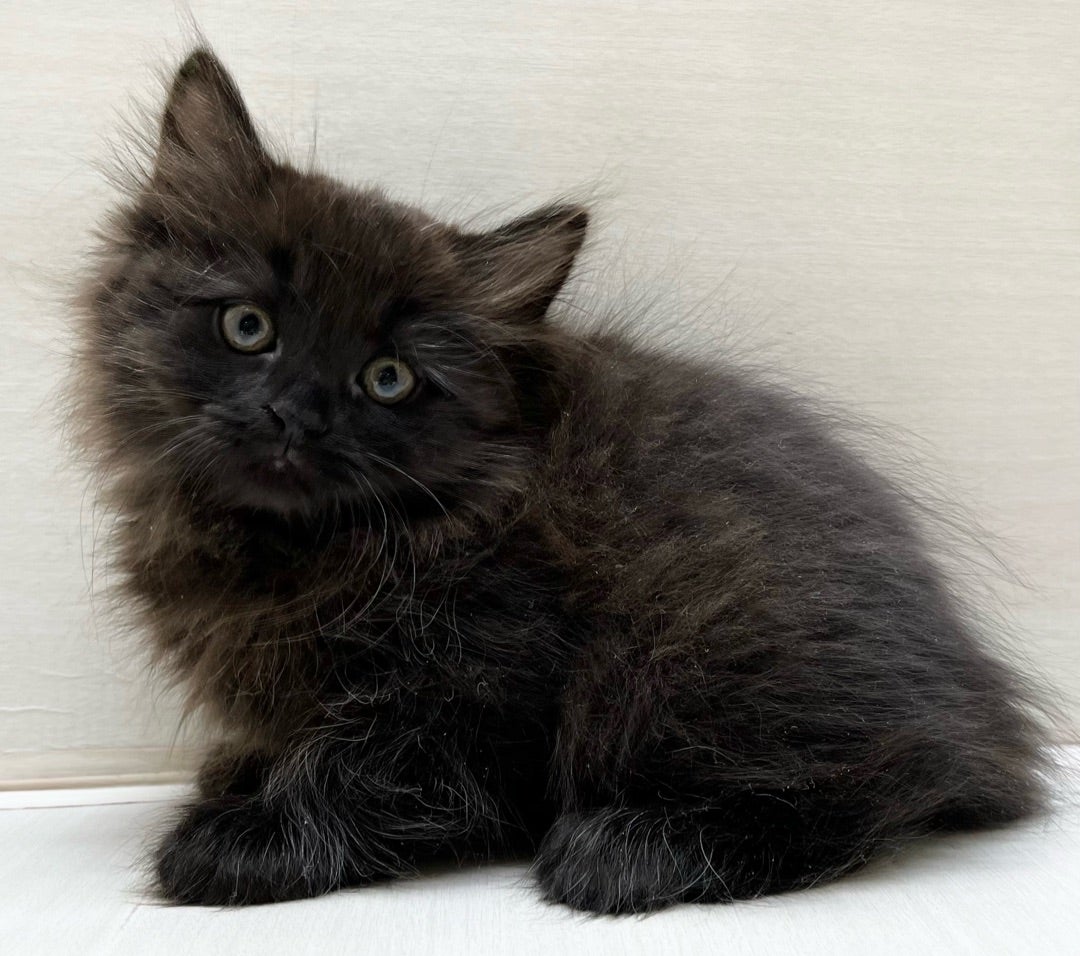 わんちゃん、ねこちゃん入舎情報!!① | かねだい八千代店のブログnew!