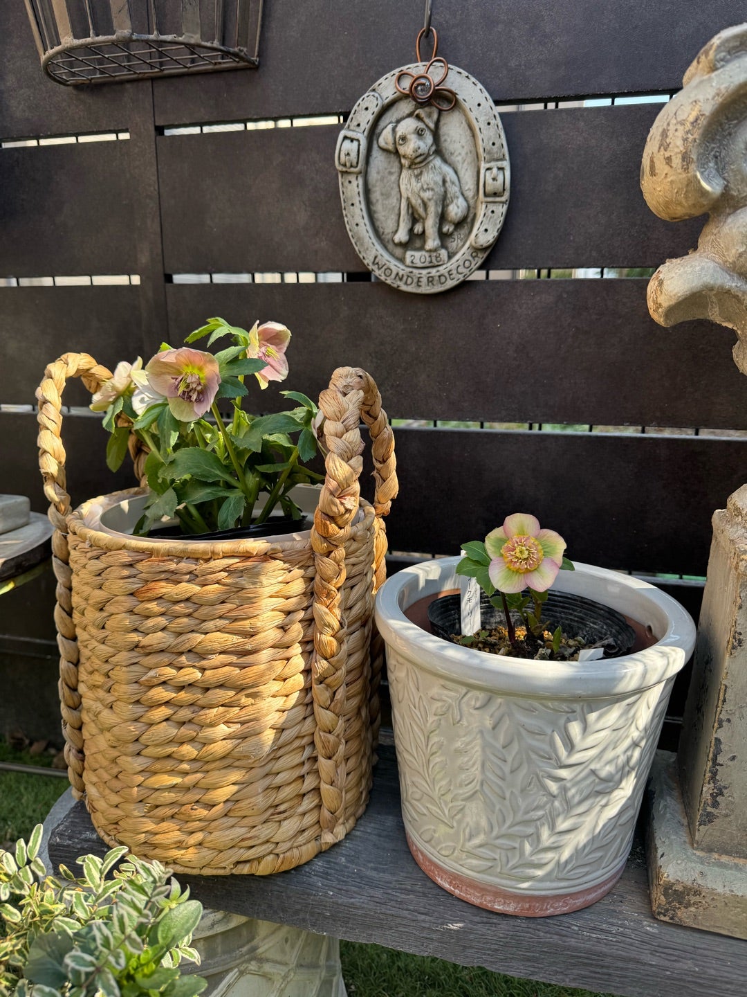 加藤農園さん購入クリロー5つご紹介♪＊アンティークモーリー＊新着