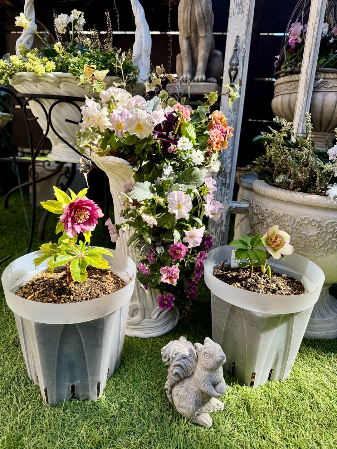 加藤農園さん購入クリロー5つご紹介♪＊アンティークモーリー＊新着