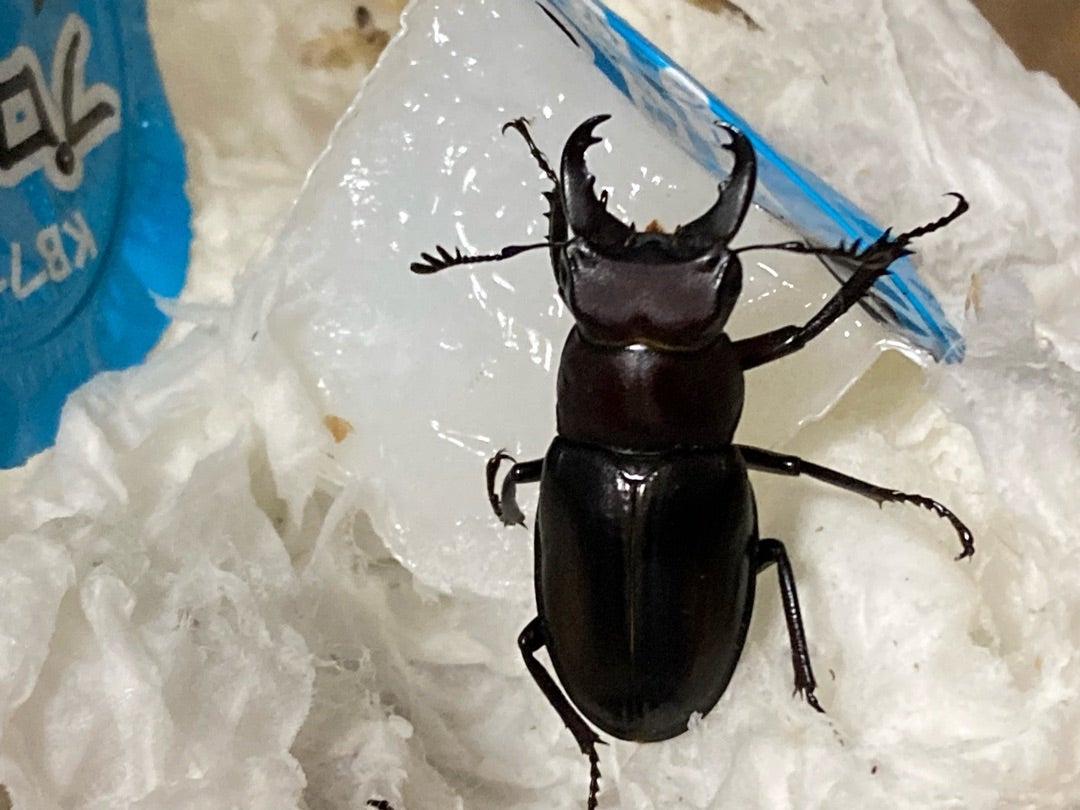 ミクラミヤマ産卵セット | kuwa-ebblog くわえぶろぐ ＜国内離島種専門＞