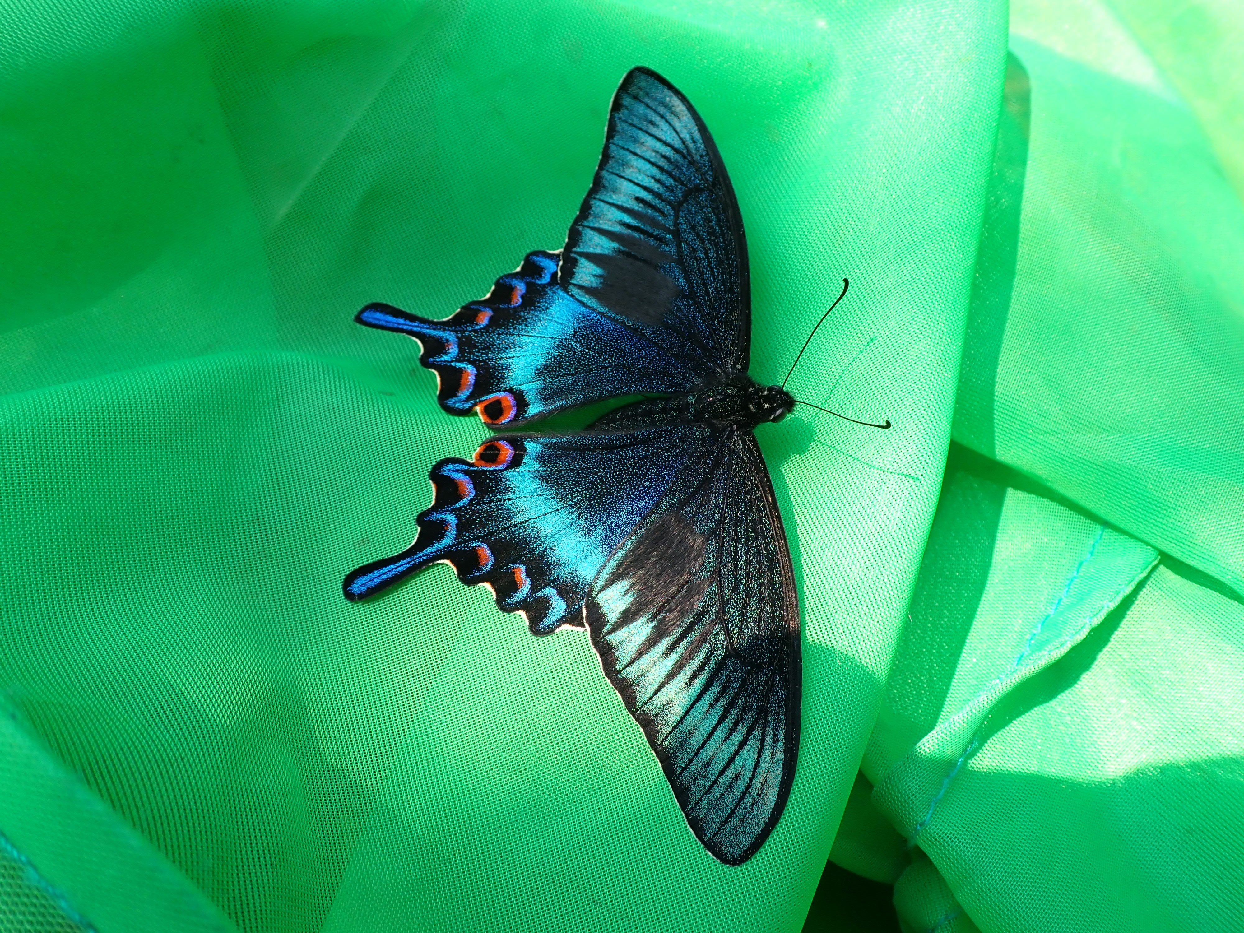 急な決断・・・ちょ～美しい！北海道の春型ミヤマカラスアゲハ