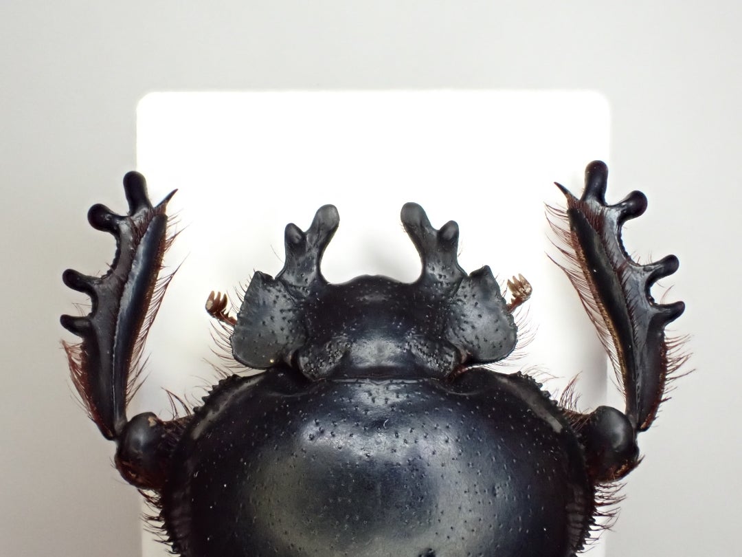 Scarabaeus 亜属 Pachysoma | 京の虫処 京虫庵