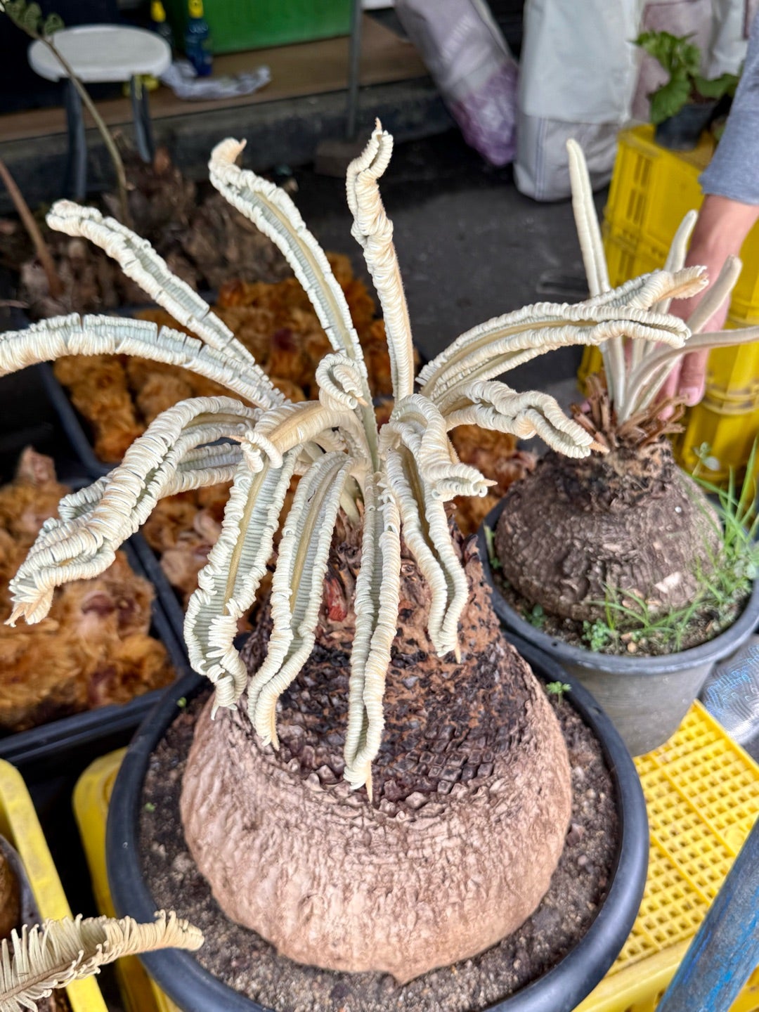 タイ旅行2025夏 その15 サイカスsp.タイシルバー | コタブロ日記 多肉