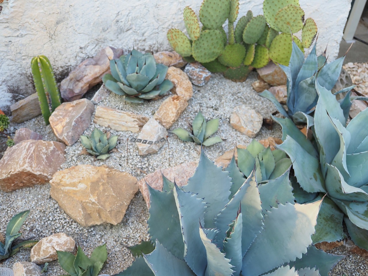 ドライガーデンエリアも水やりしています | ブログ版Olive&SucculentGarden