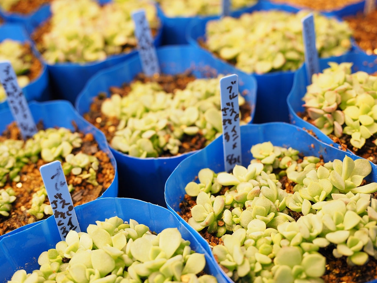 Top【選抜株】多肉植物 23097クィーンHyb 105個 プラグトレー苗 Top