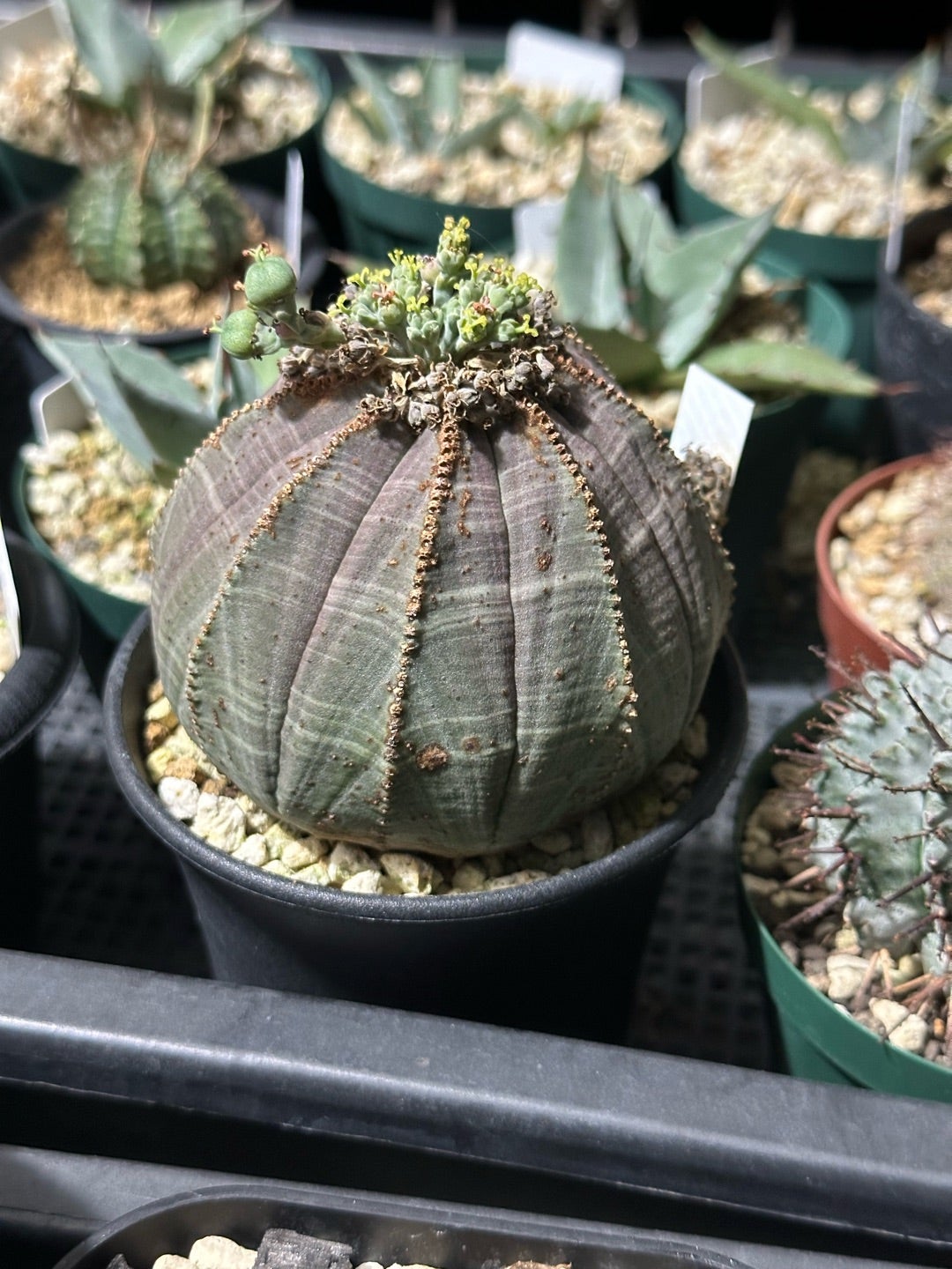 オベサとかバリダ | つべるふブログ 多肉生活 2021〜