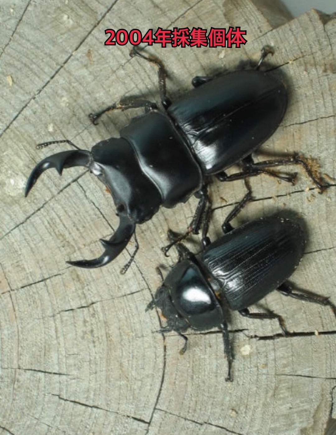 私のオオクワガタ採集の歴史‼️ | 【FwooD】昆虫標本専門店 ブログ