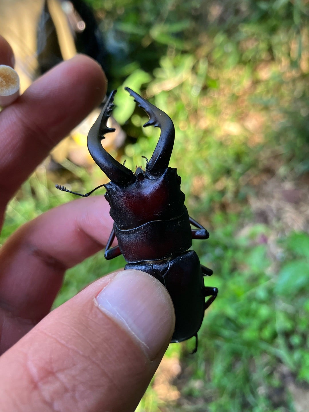 オオクワガタ 材割採集‼️ | 【FwooD】ひろき＠三重 クワカブ関連のブログ