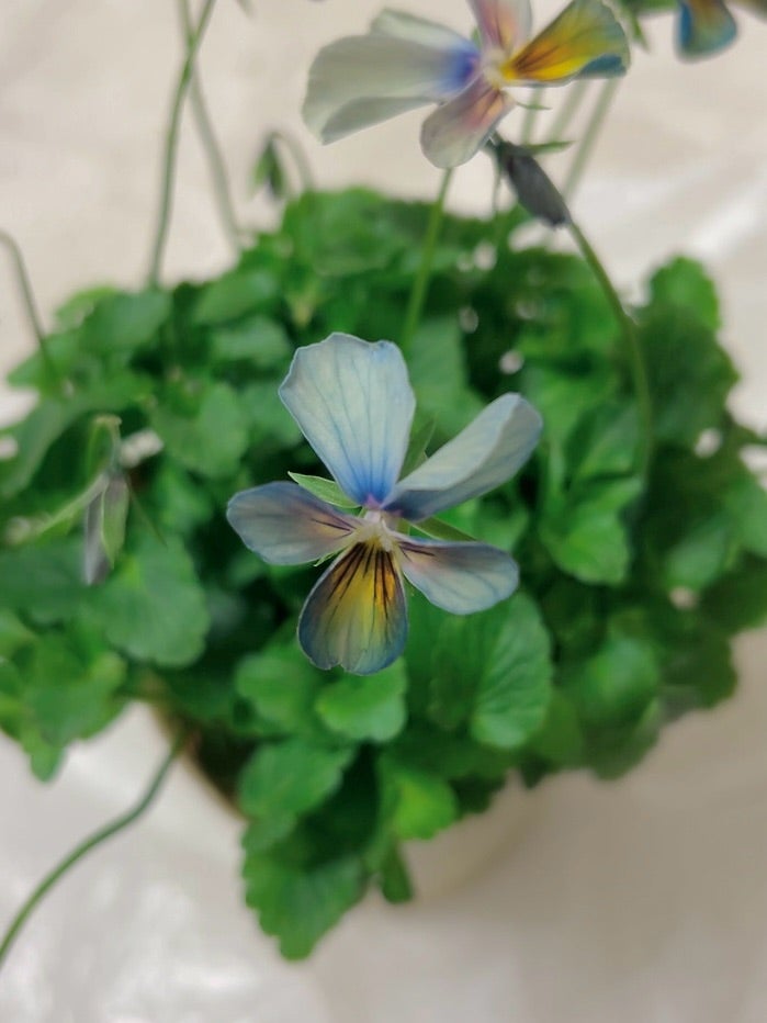もらったすみれ図鑑 ＆ 昨日買ったビオラ達 | Linaria's Garden