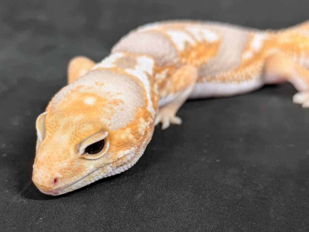 立川店の爬虫類ご紹介(レオパ・ニシアフ・クレス編) | かねだい立川店